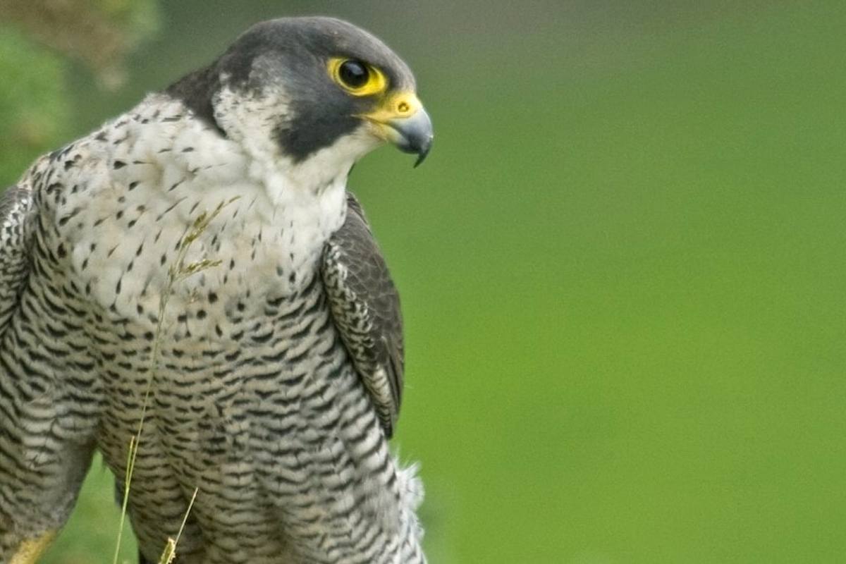 Peregrine Falcon