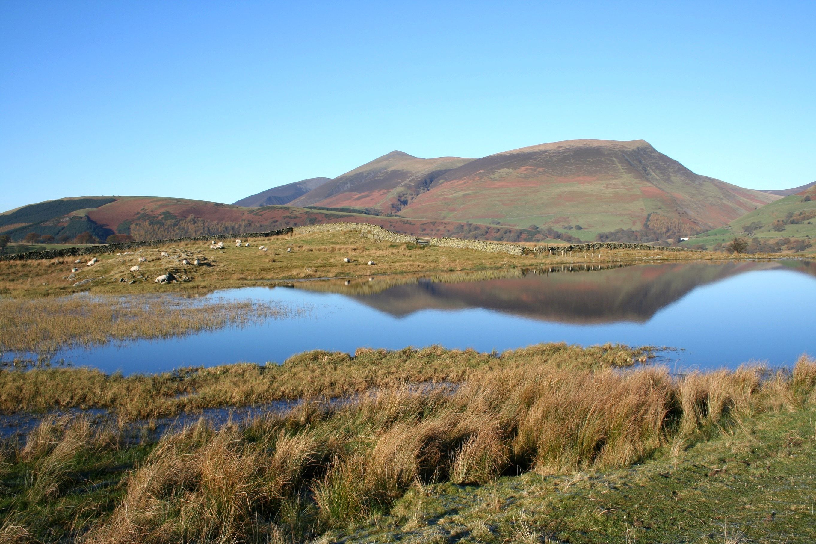 Reeds and rough grass along the edge of a tarn with a ridge of fells behind