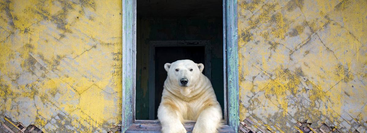 Polar bear in a window