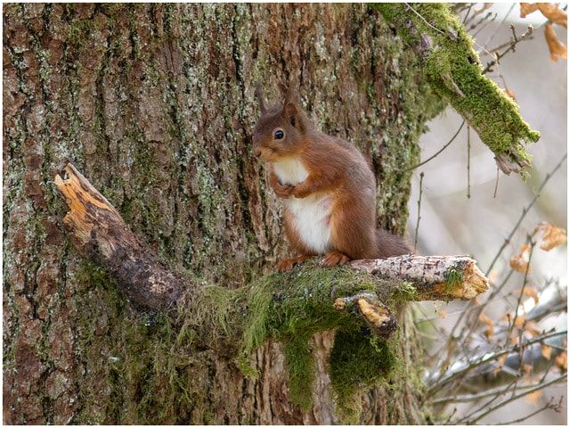 Squirrel on a branch in a tree