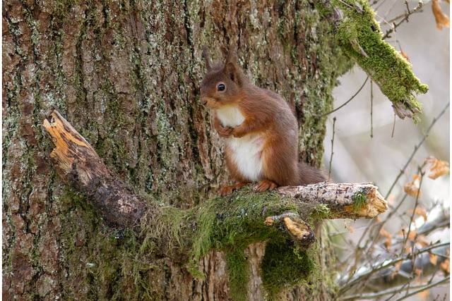 Squirrel on a branch in a tree