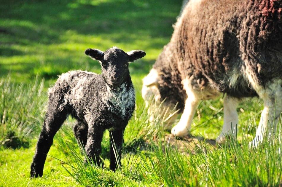Two young Herdwick lambs grazing on close-cropped grass