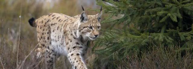 Lunchtime Talk: The Missing Lynx Project
