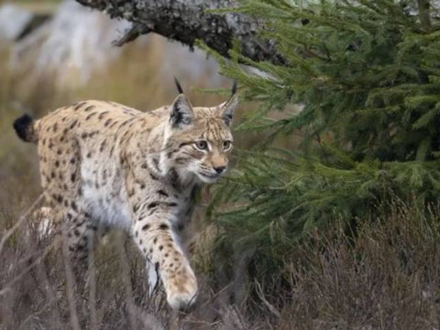Lunchtime Talk: The Missing Lynx Project