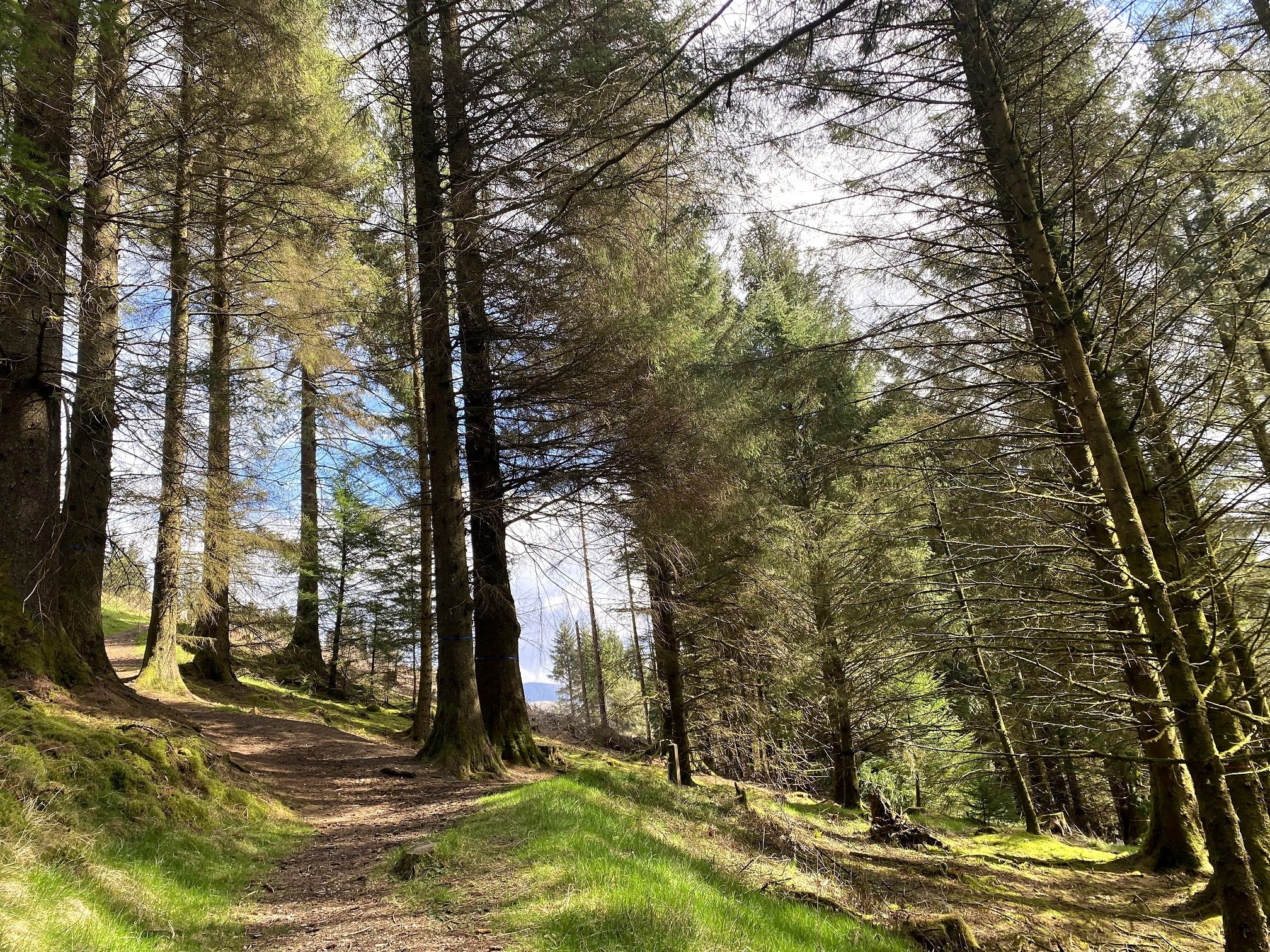 Whinlatter Forest