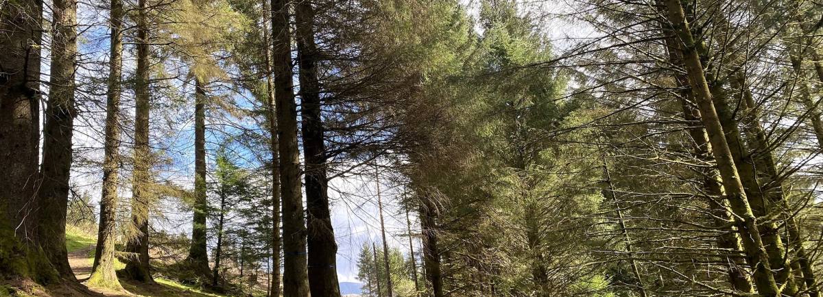 Whinlatter Forest