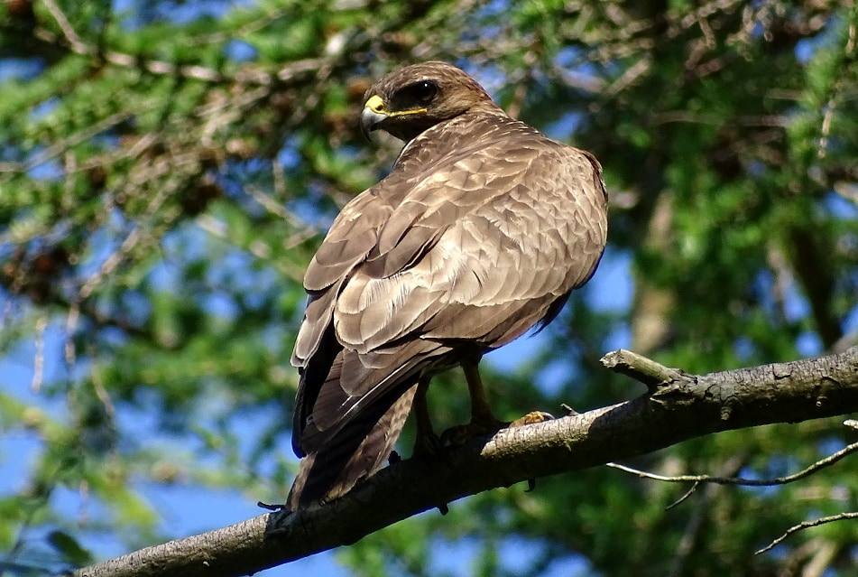 A buzzard perched on a bare branch against a blue sky