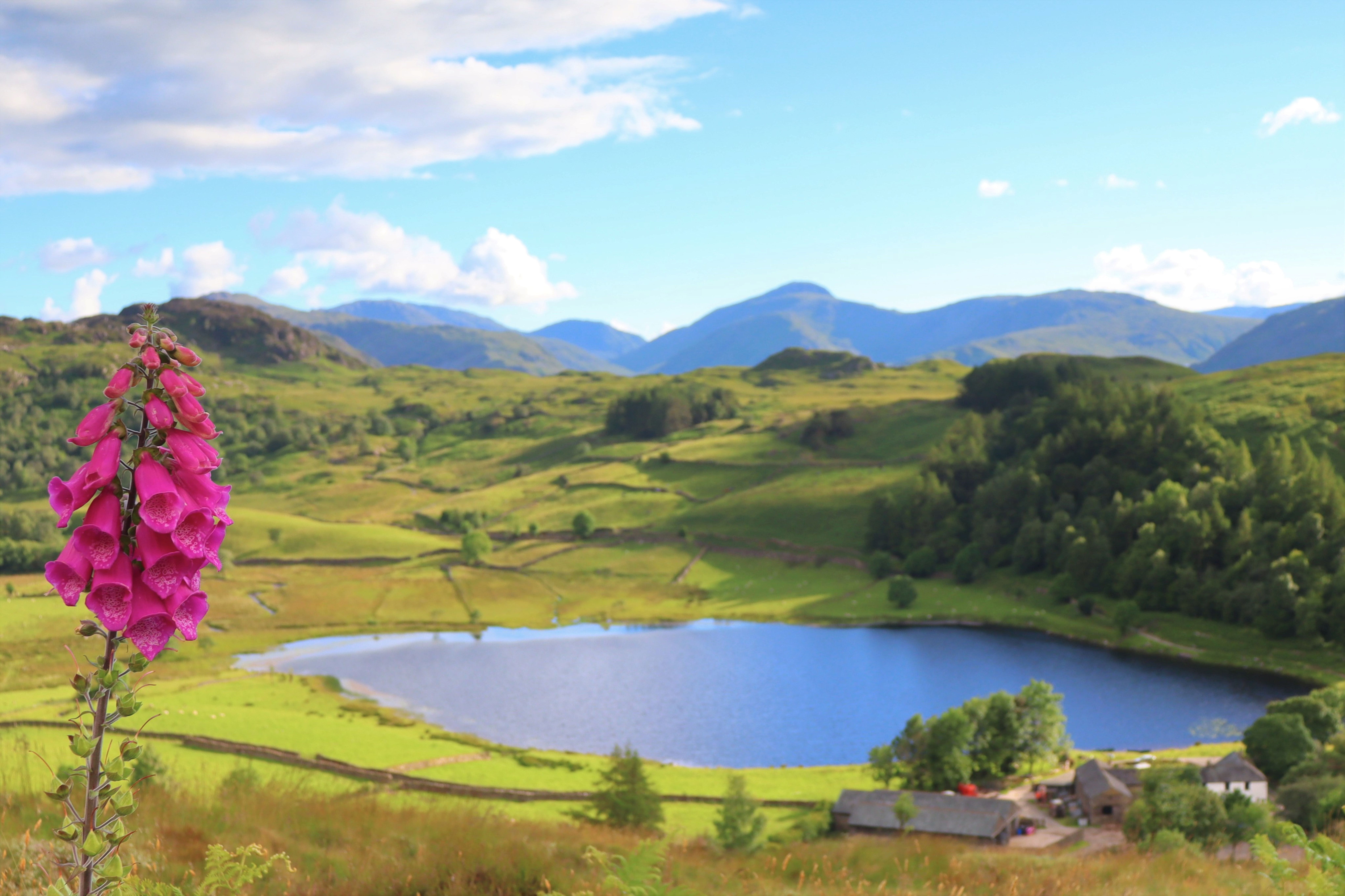 Watendlath Tarn lying among walled fields high in the fells foxglove in the foreground 