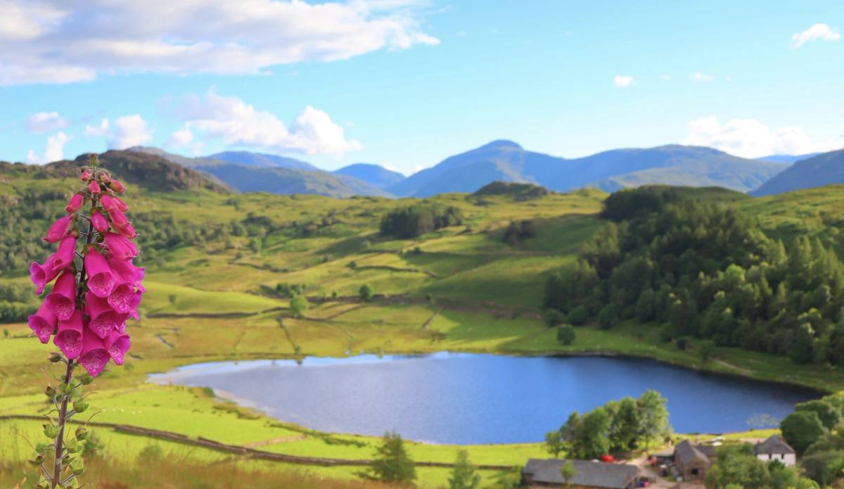 Watendlath Tarn lying among walled fields high in the fells foxglove in the foreground