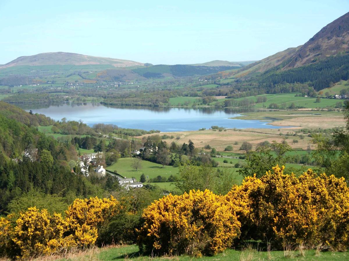 Gorse in flower on the fellside above Bassenthwaite Lake and its valley