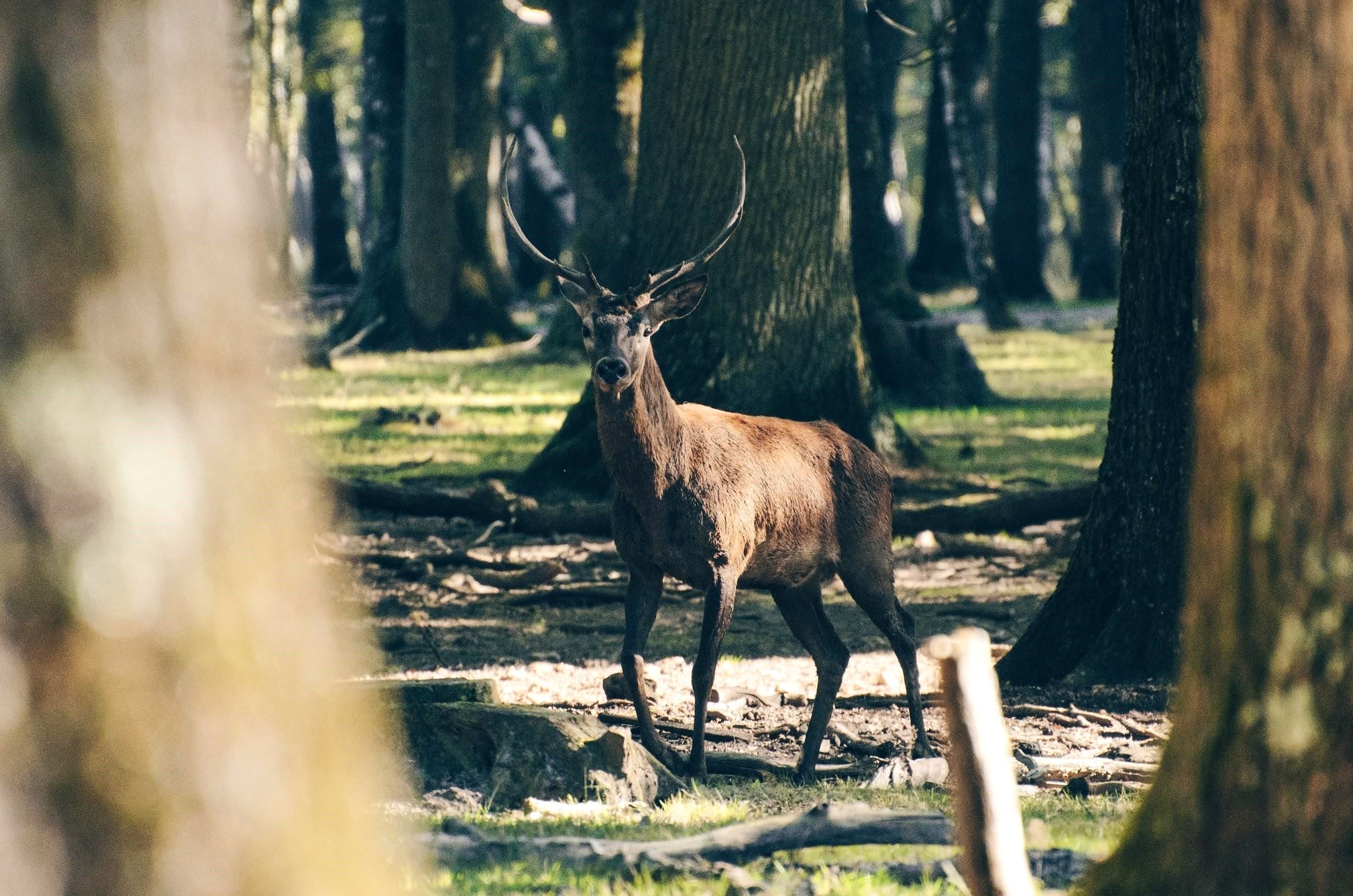Red Deer
