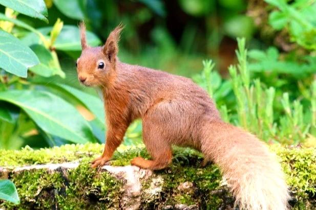 red squirrel