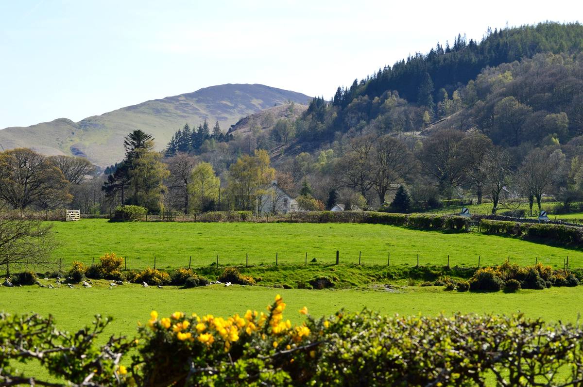 Gorse in flower along a hedge above hedged fields with the fells beyond