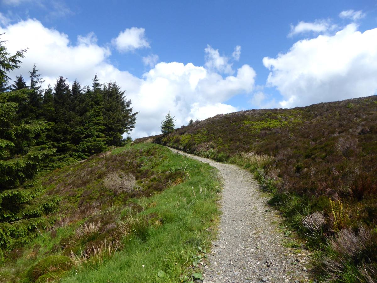 A gravel path curving through heather with a wind-shaped pine beside it