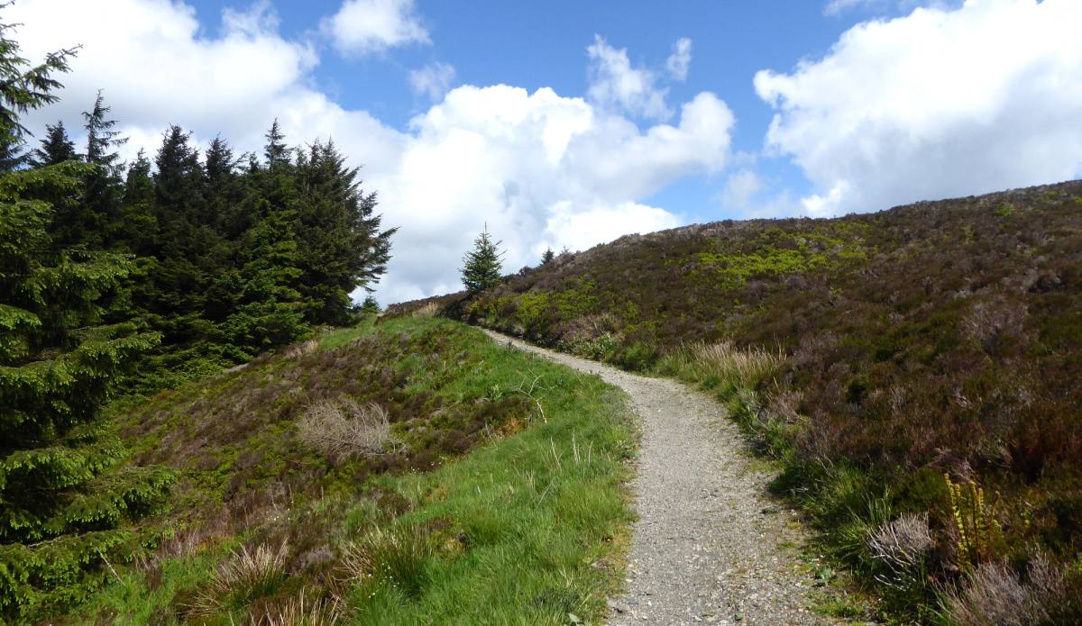 A gravel path curving through heather with a wind-shaped pine beside it