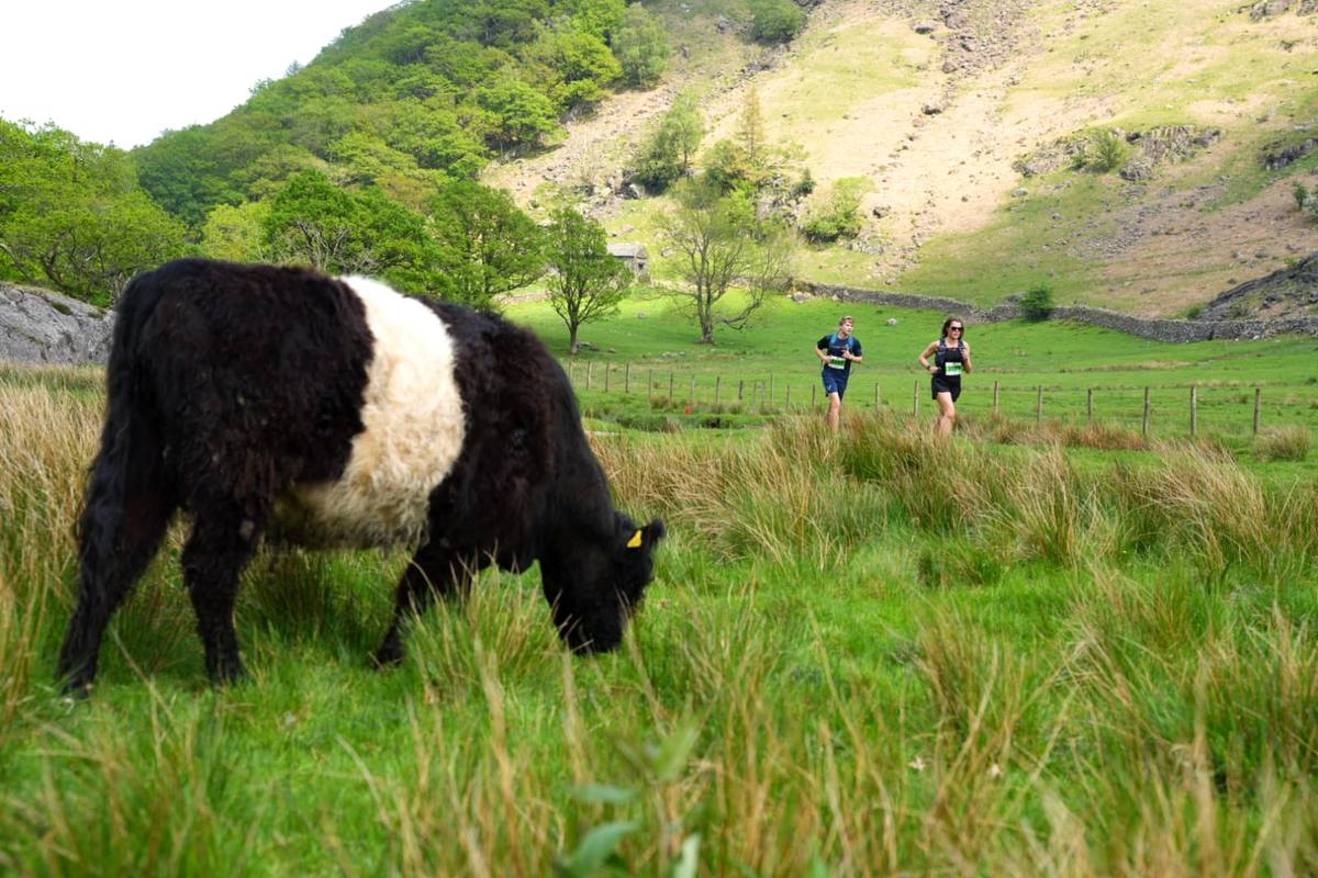 Trail runners fail to interest a Belted Galloway cow at KMF 2024
