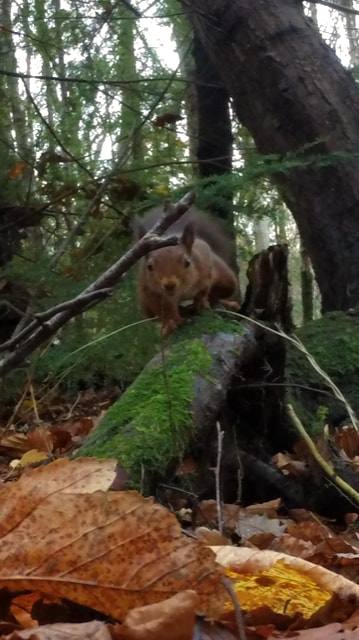 Squirrel on a branch