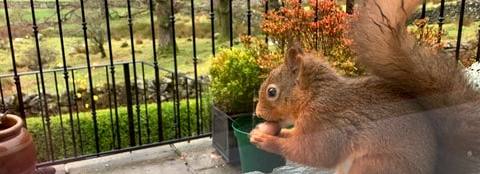 Squirrel on a windowsill eating a nut