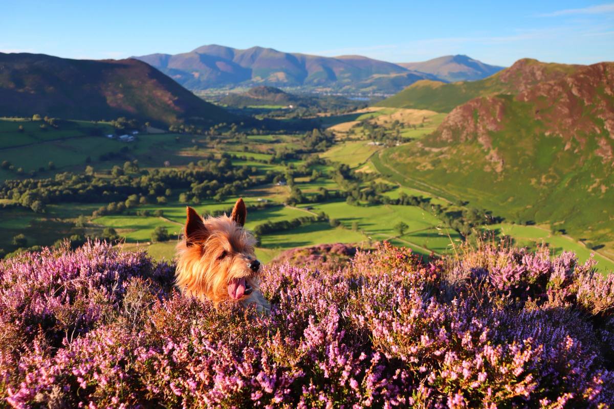 Sheep grazing in fields with Keswick and the whole line of the fells behind