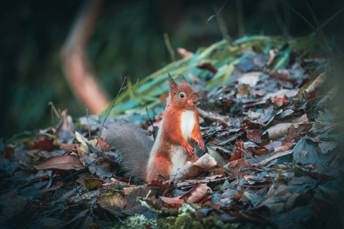 A red squirrel stretched along a bare branch in dappled light