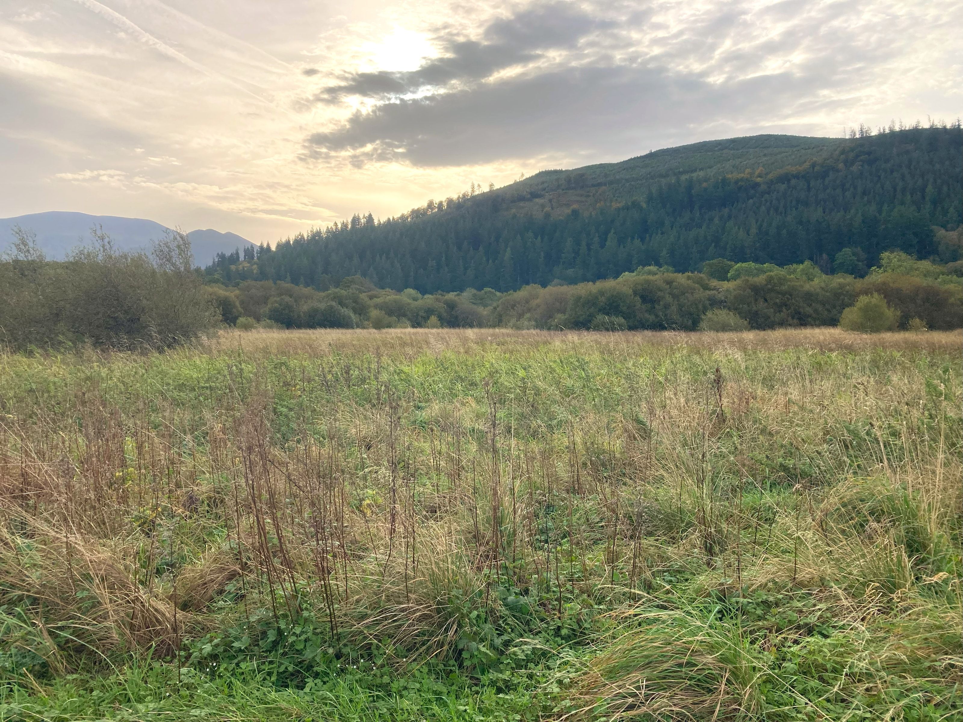 silver meadows