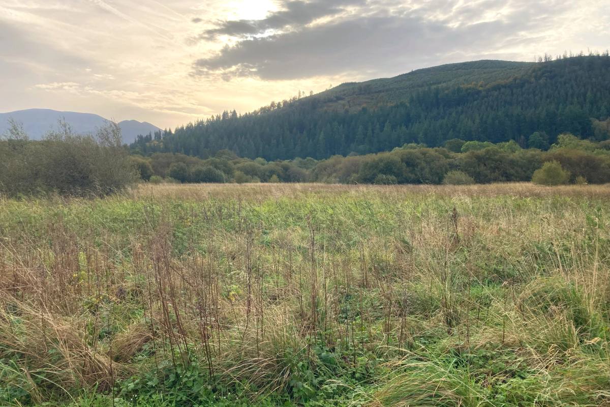 silver meadows