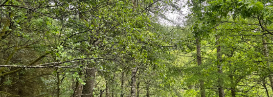 Wild Sauna & Forest Plunge
