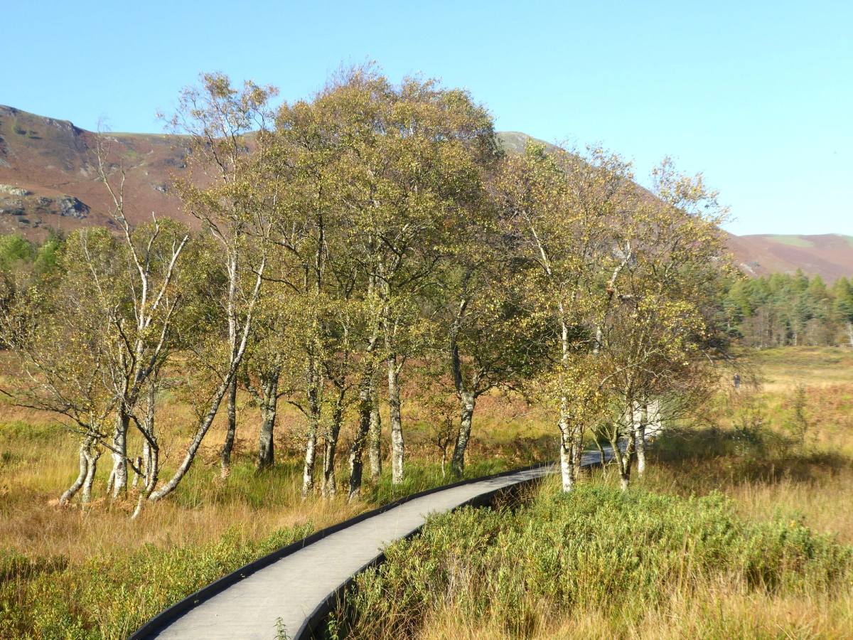A boardwalk curving through marsh grass between silver birches with fells beyond
