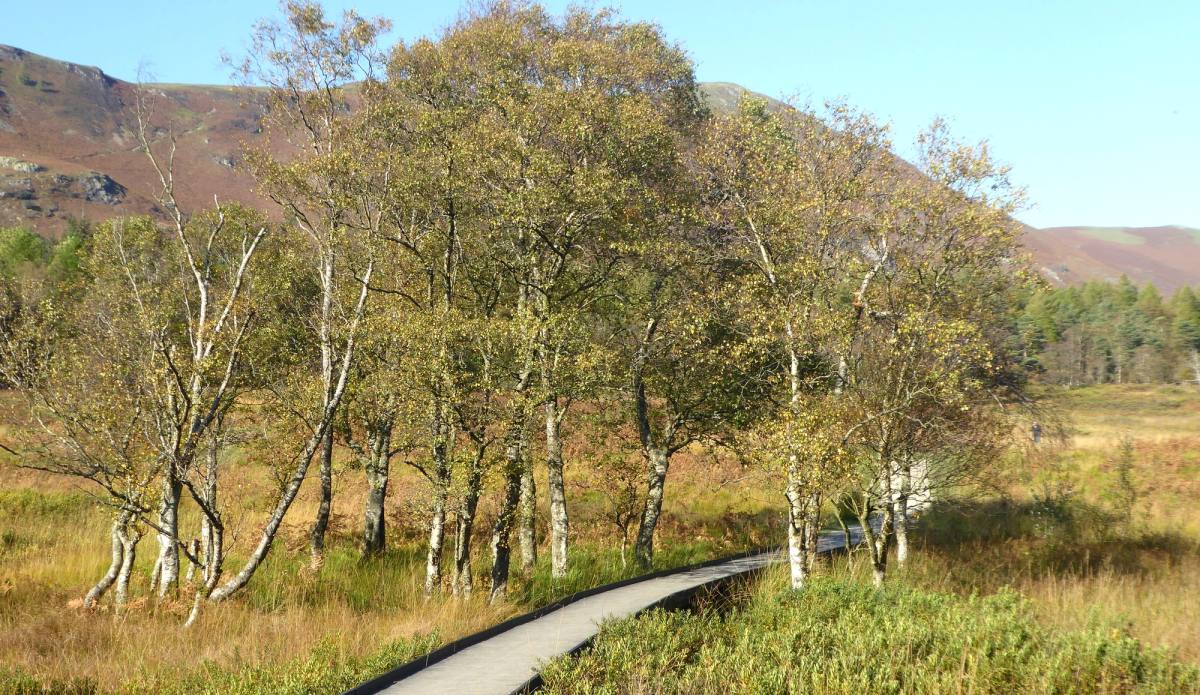 A boardwalk curving through marsh grass between silver birches with fells beyond