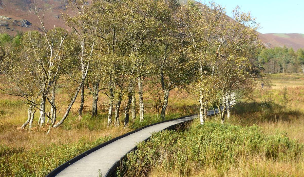 A boardwalk curving through marsh grass between silver birches with fells beyond
