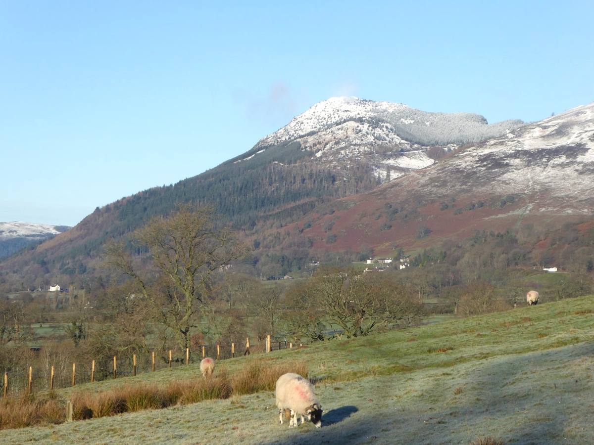 Sheep grazing bare winter fields with a snow-capped fell rising behind