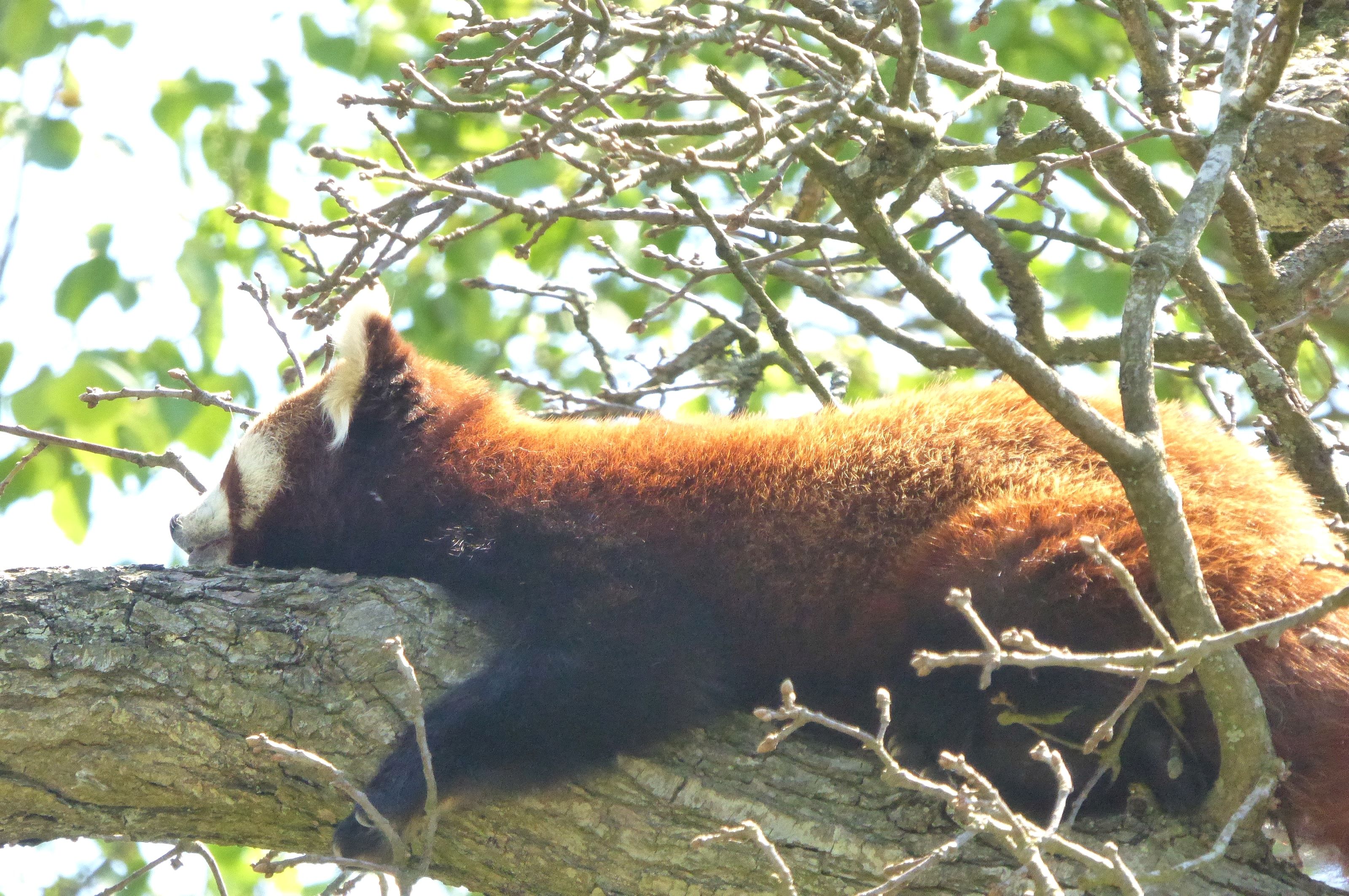 A red squirrel stretched along a bare branch in dappled light