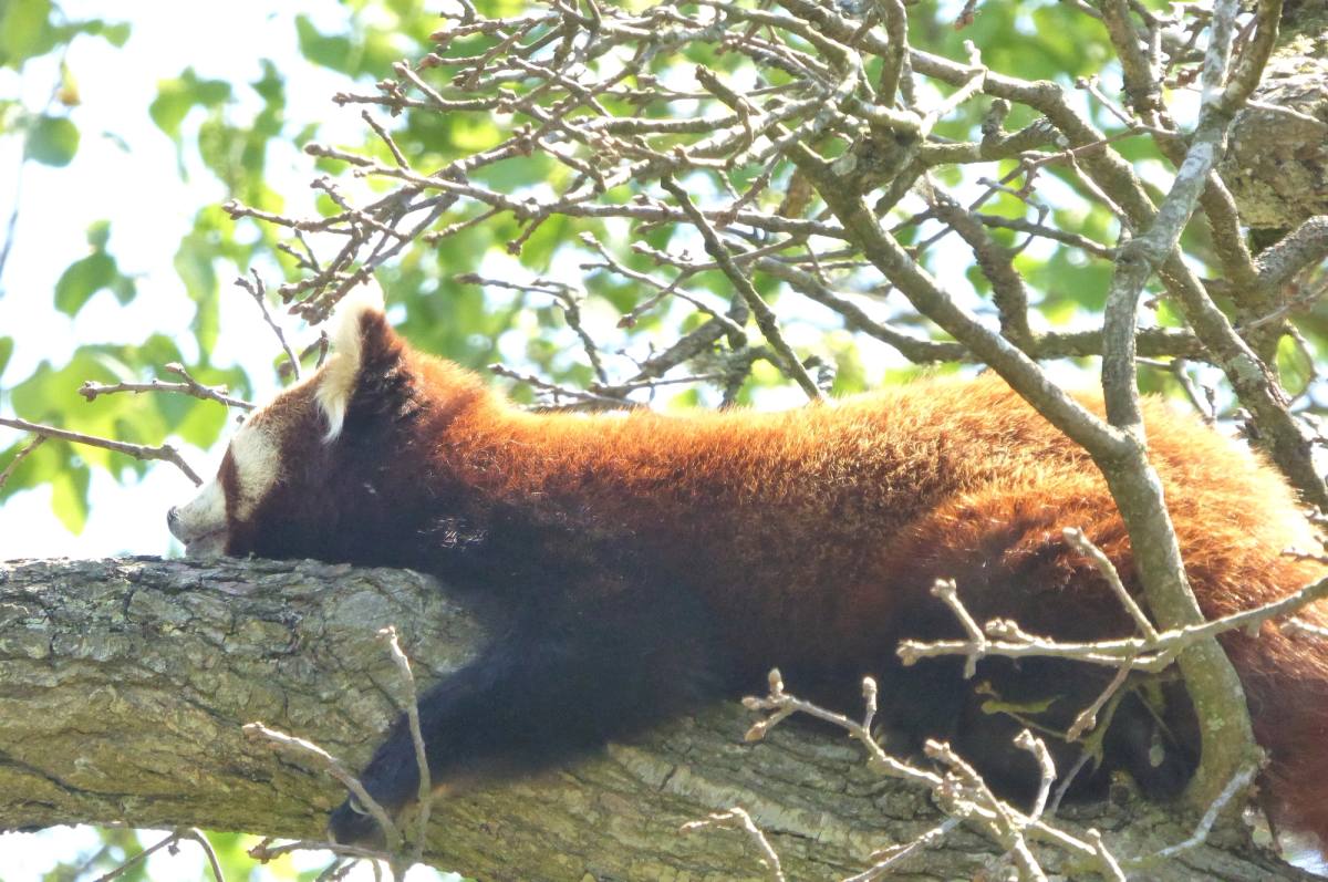 A red squirrel stretched along a bare branch in dappled light
