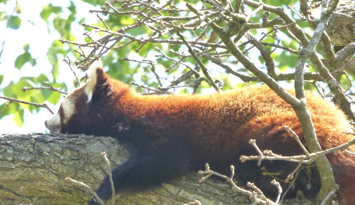 A red squirrel stretched along a bare branch in dappled light