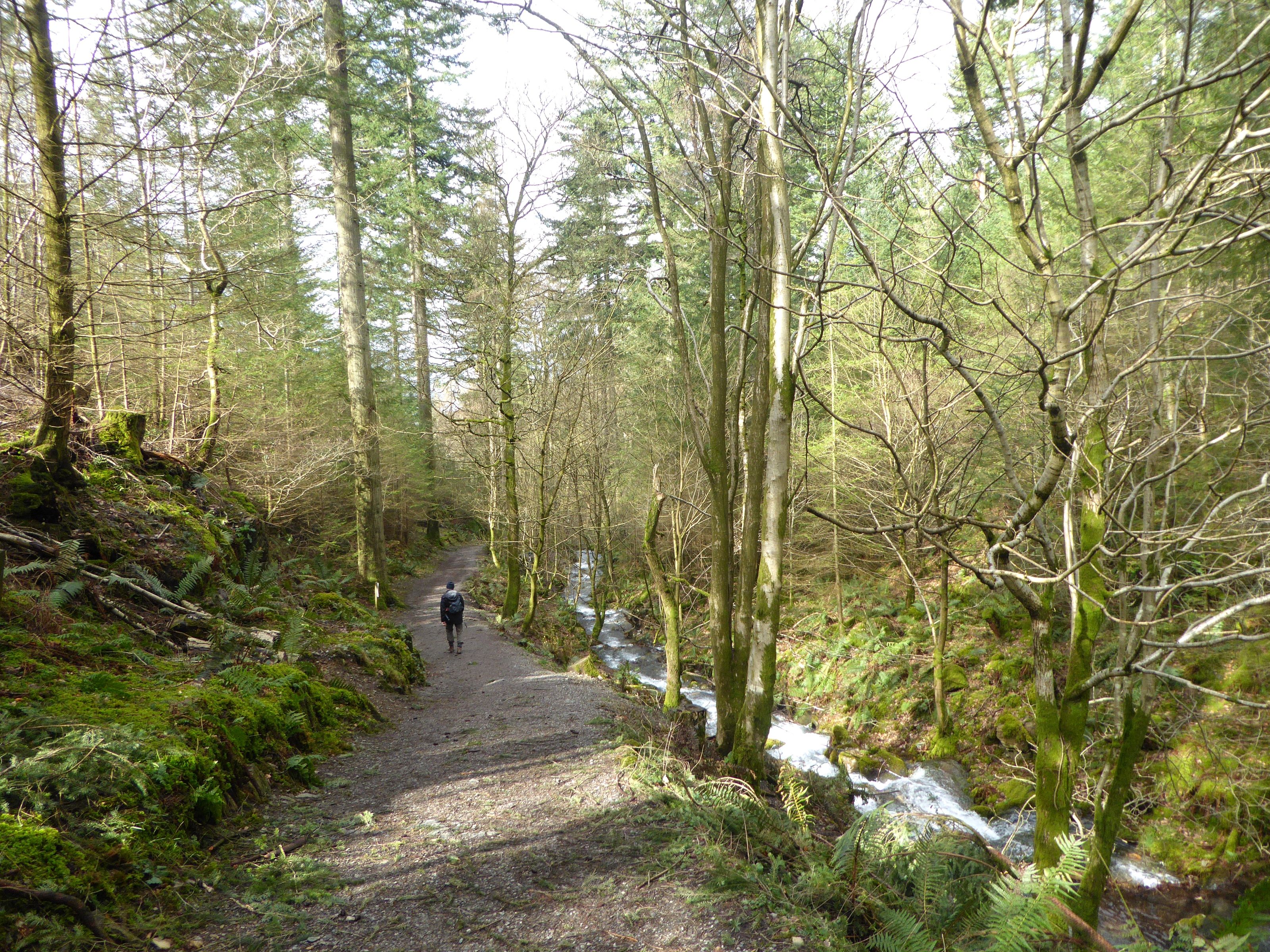 A walker on a broad path between tall bare trees with low winter sun through them