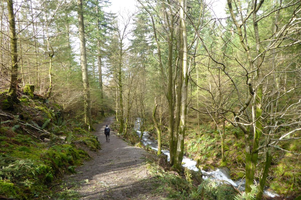 A walker on a broad path between tall bare trees with low winter sun through them