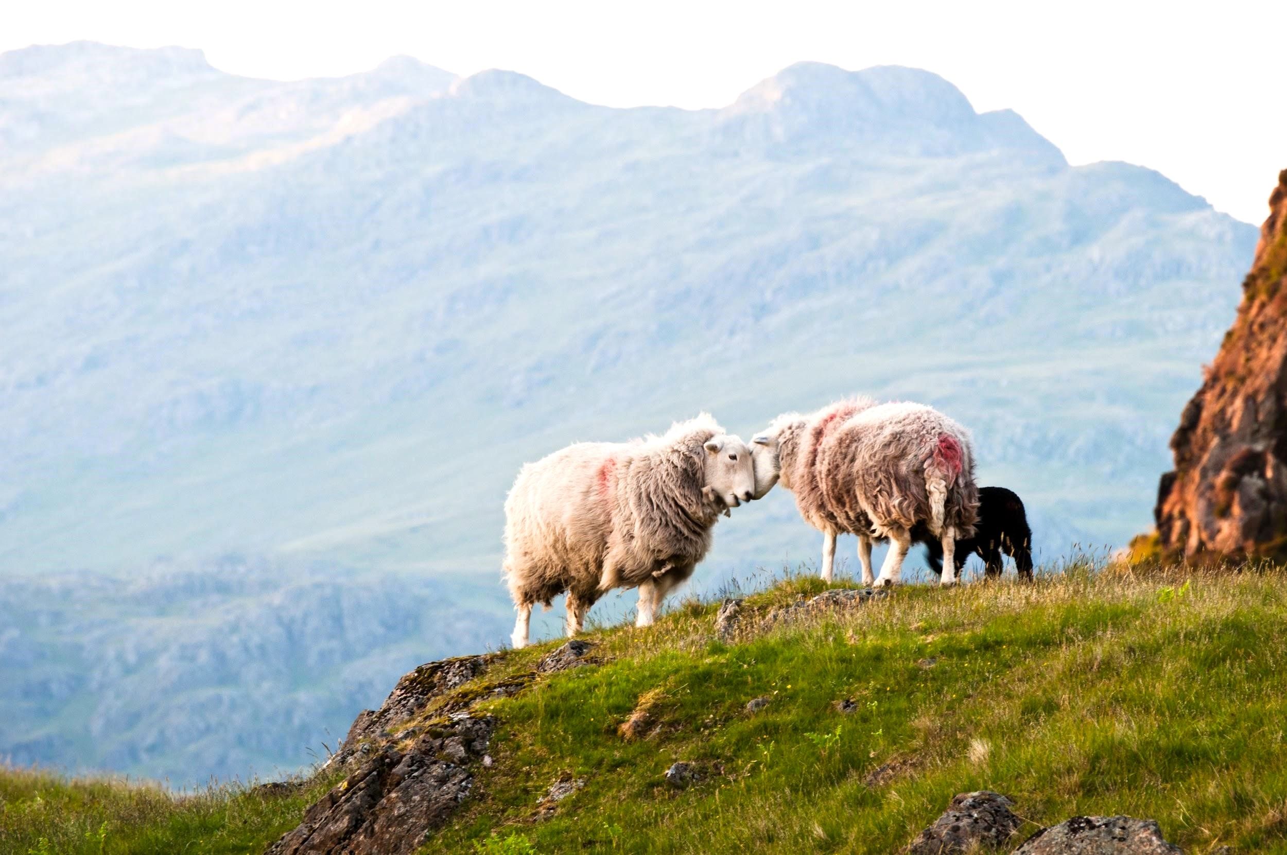 Sheep on the fellside