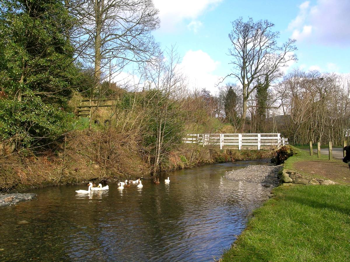 Geese swimming on a beck running past a white fenced garden