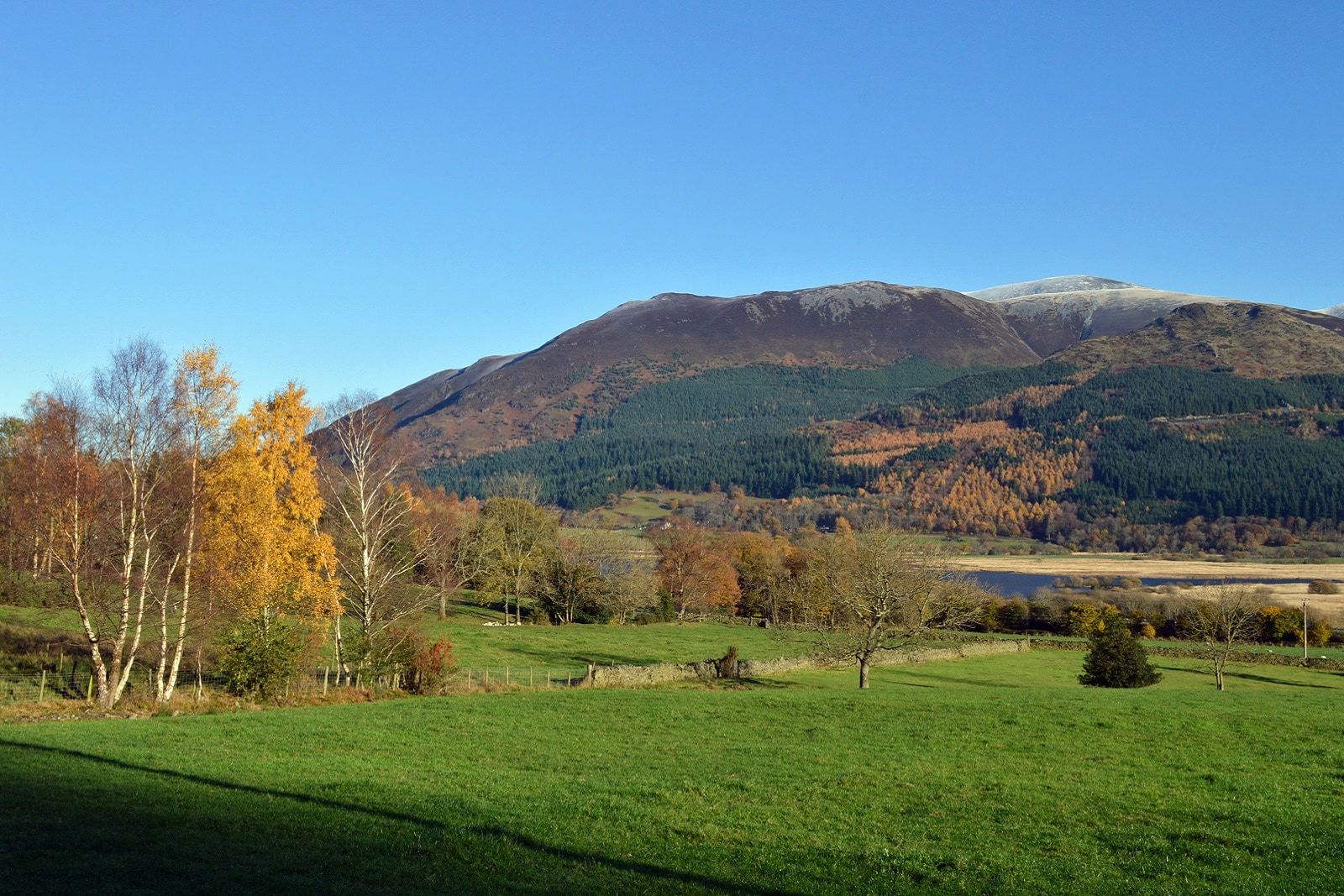 Golden birch trees in the foreground with the forested fellside turning behind