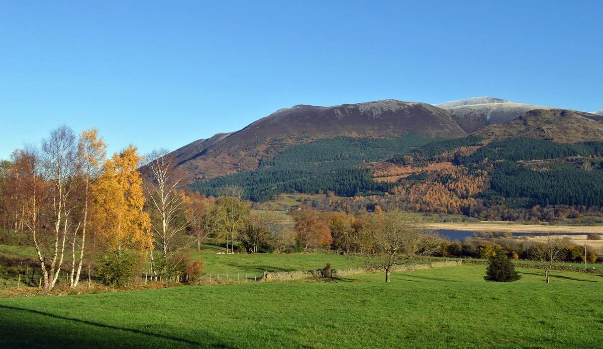 Golden birch trees in the foreground with the forested fellside turning behind