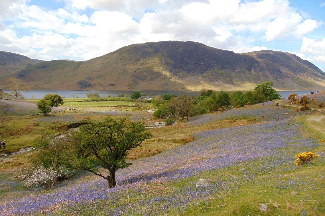 The floor of the Rannerdale valley carpeted blue with wild bluebells under a lone tree
