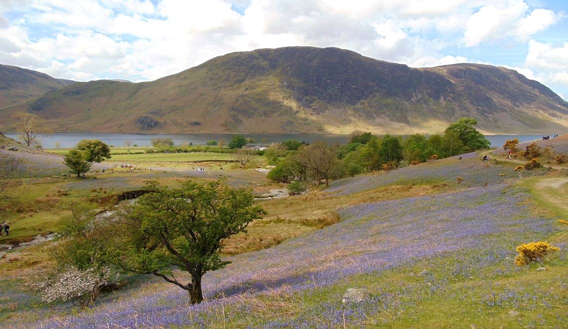 The floor of the Rannerdale valley carpeted blue with wild bluebells under a lone tree