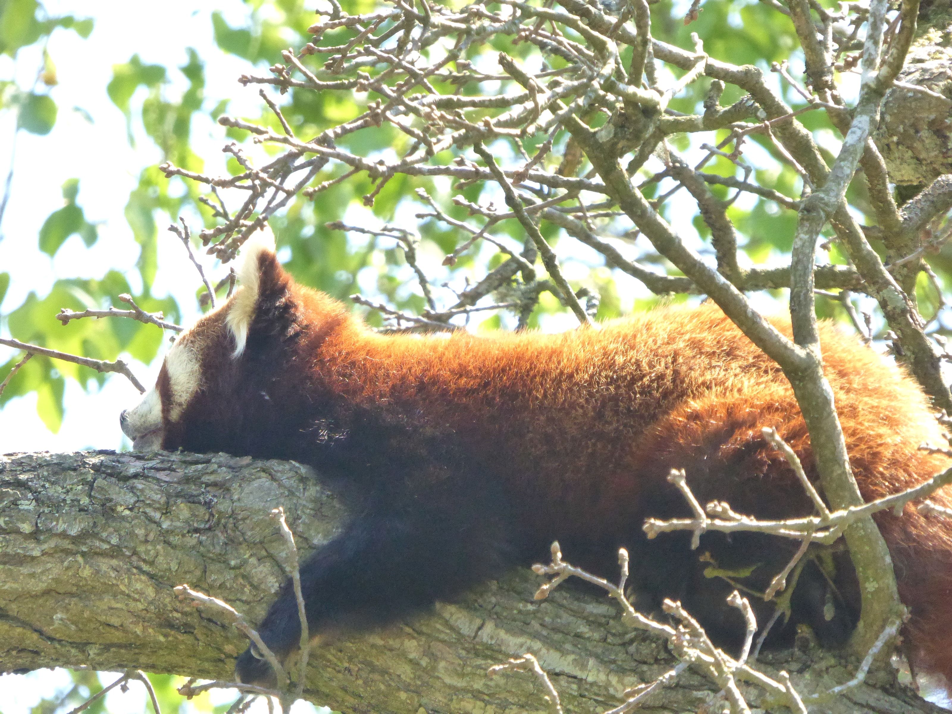 Red Panda asleep in a tree
