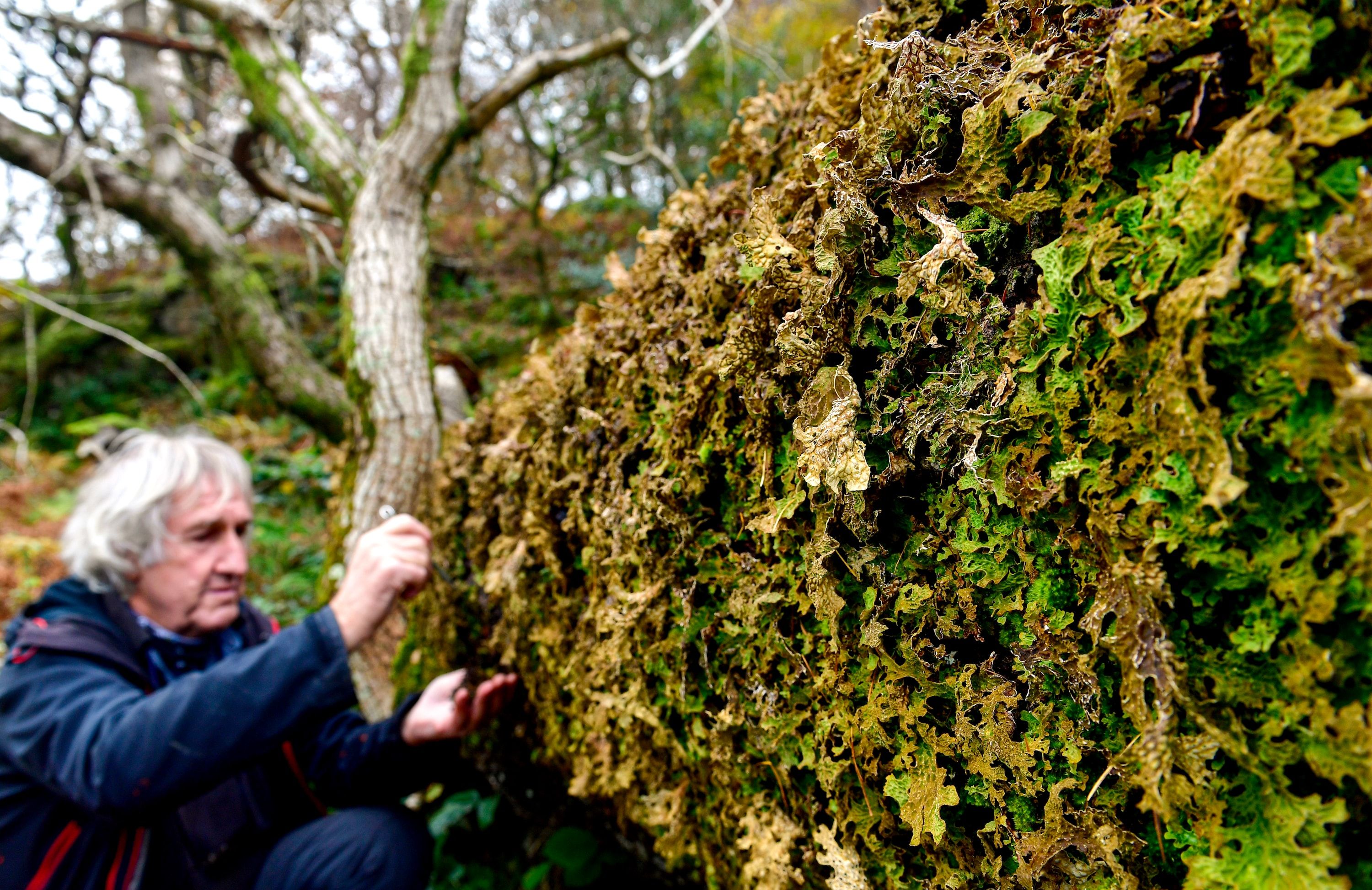 National Trust woodland ranger Maurice Pankhurst carefully removing some of the very rare lichen for translocation.