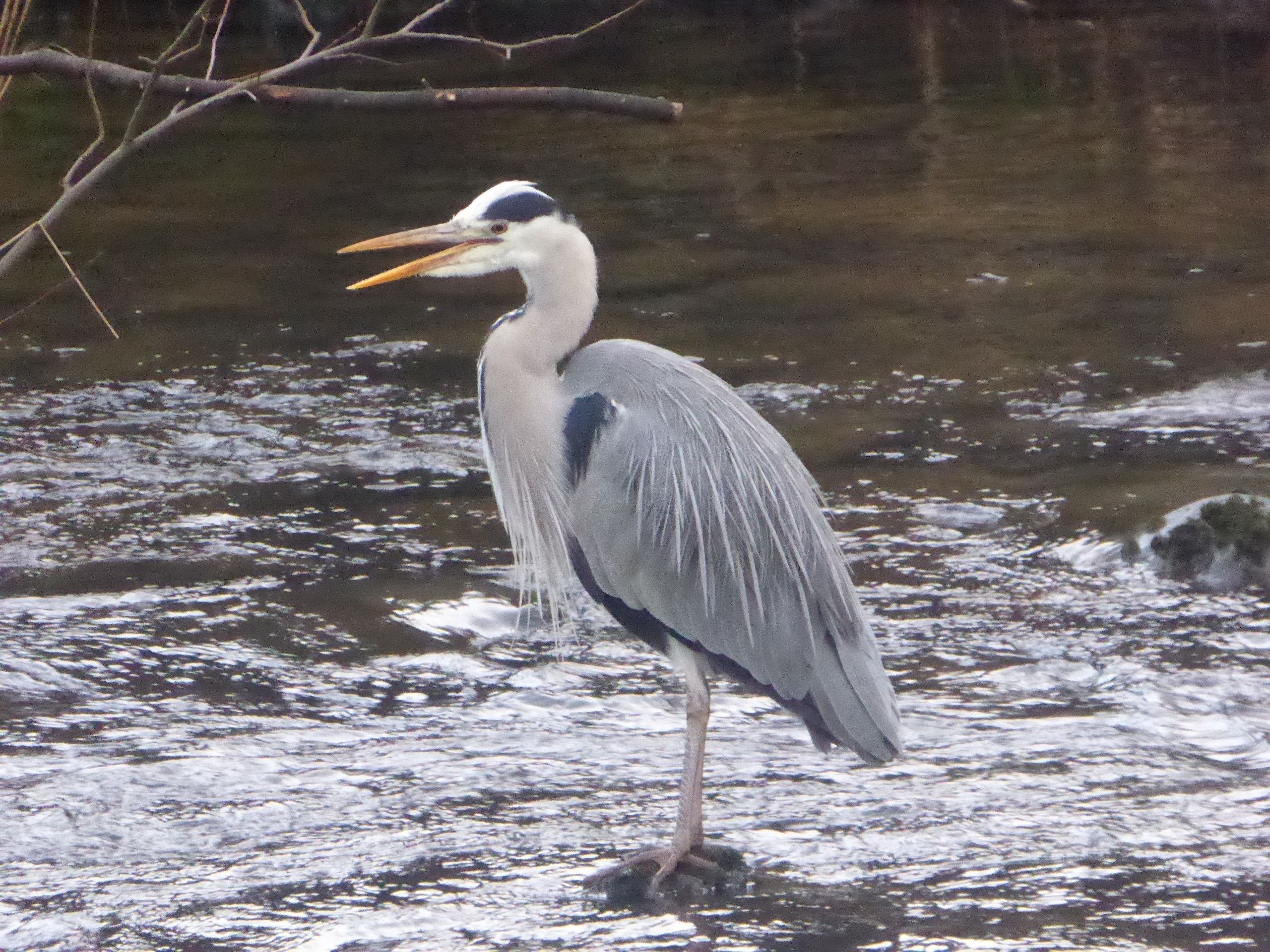 A heron standing motionless in the shallows with the fells behind