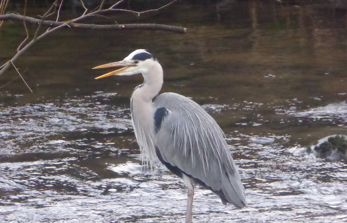 A heron standing motionless in the shallows with the fells behind