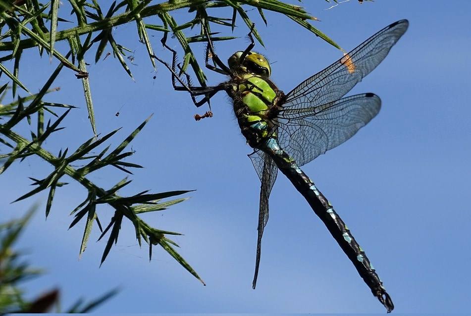 A green and blue dragonfly resting on a gorse stem against a clear sky