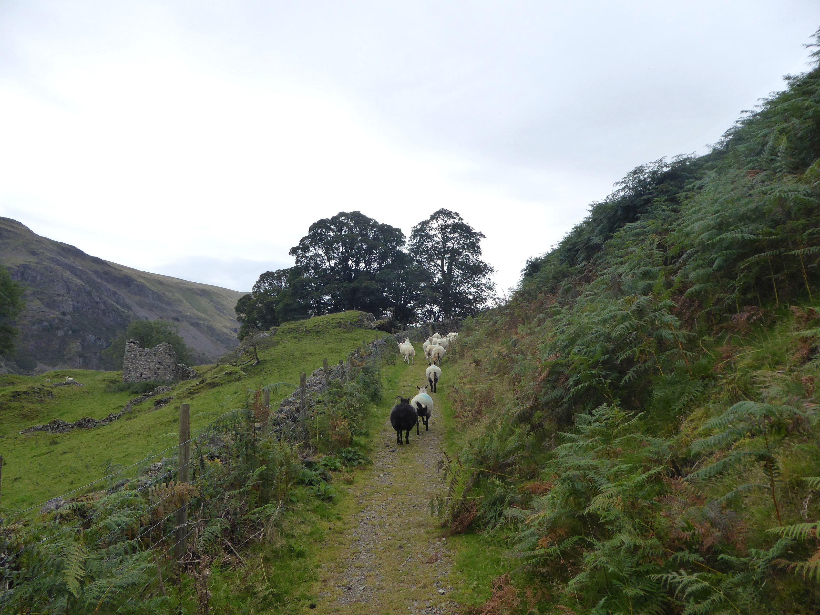 A stony track climbing between a drystone wall and bracken with walkers ahead