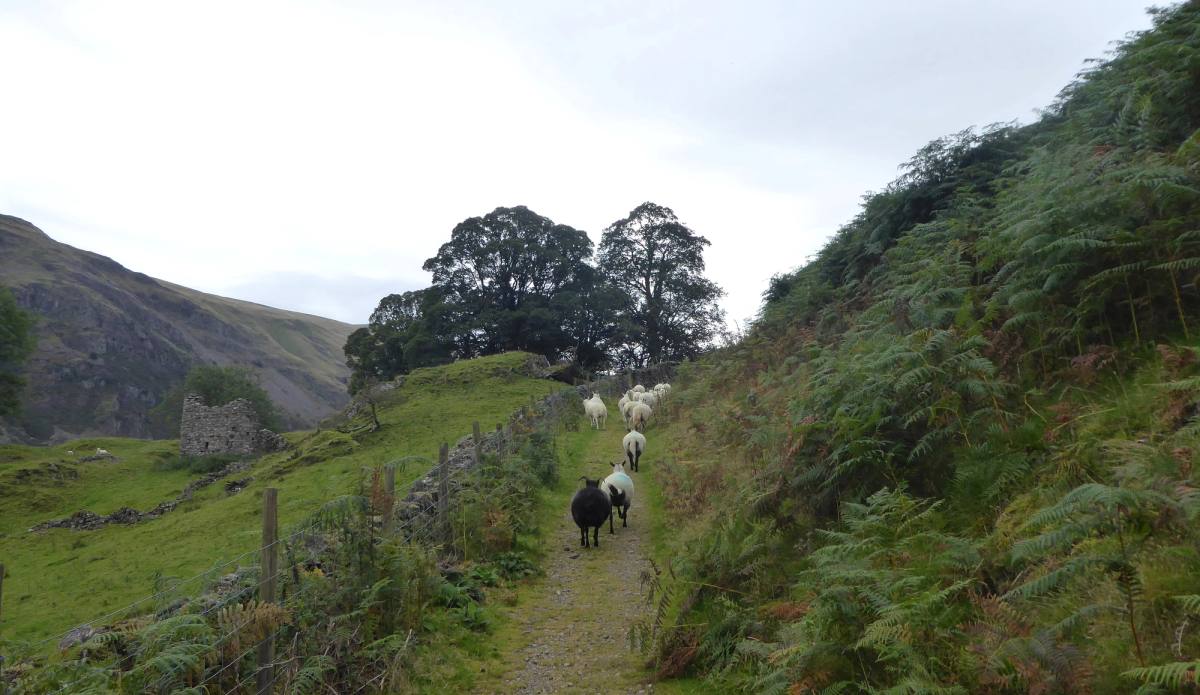 A stony track climbing between a drystone wall and bracken with walkers ahead