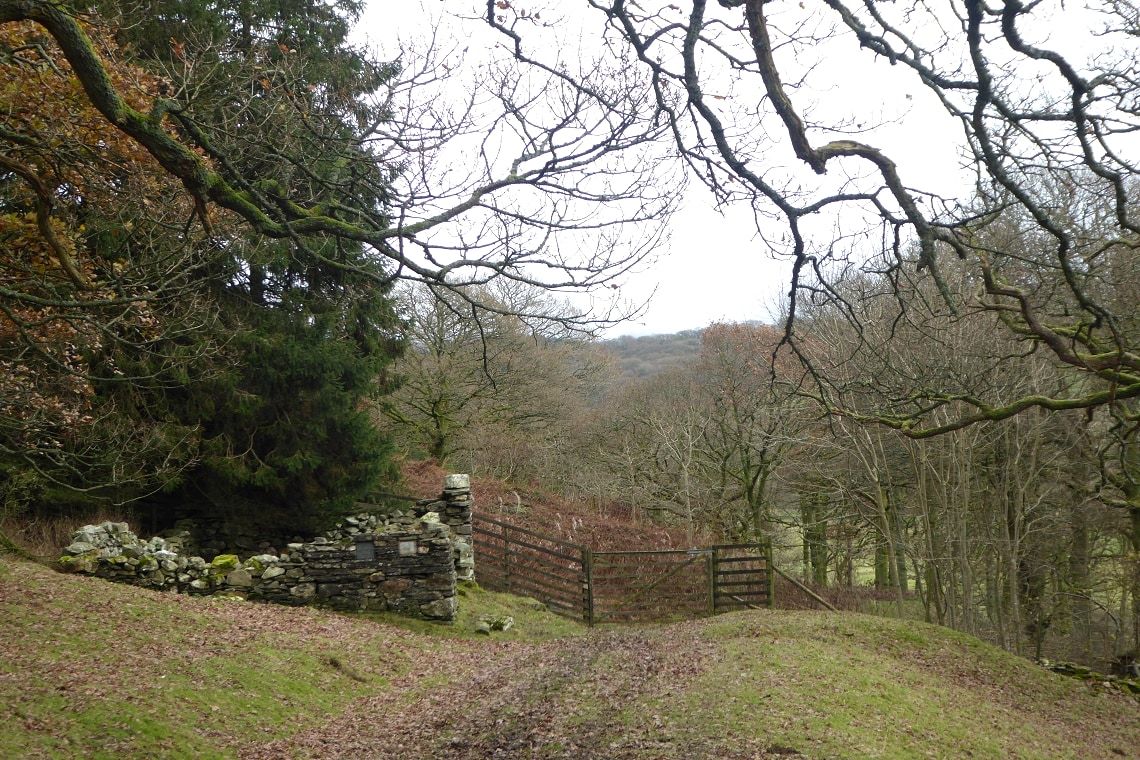 A gate in a drystone wall among bare wind-shaped trees on the open fell